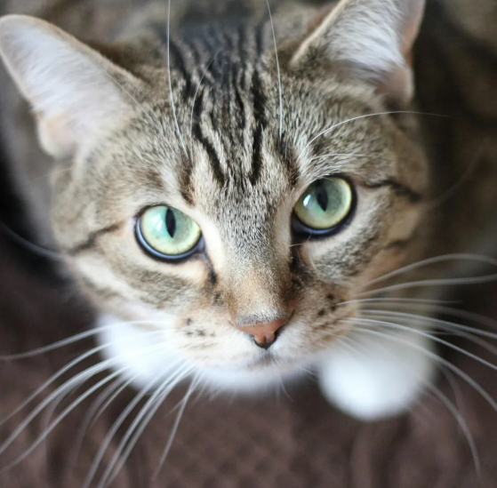 Tom